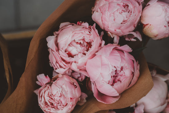 Peonies: The Timeless Beauty of the Garden